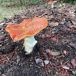 Meet your Posher, Shannon